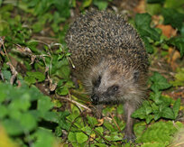 © Christine Dobler Gross