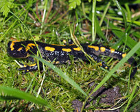 © Christine Dobler Gross