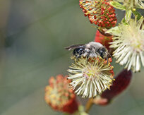 © Christine Dobler Gross