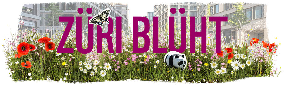 Züri blüht vor Blumenwiese und Europaallee