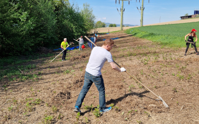 Freiwillige rechen am Waldrand 